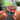 AZ Lied Albumtag