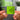 Brat and it’s completely different but also still brat llavero NFC