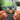 Explosiva Albumtag