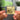 Habibi Albumtag