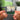 THE SHADE Albumtag