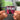 Ten Albumtag