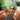 The Shock Of The Lightning Albumtag